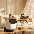 Pack Chat Zen — Griffes, Jeu & Toilettage sans stress 🐱