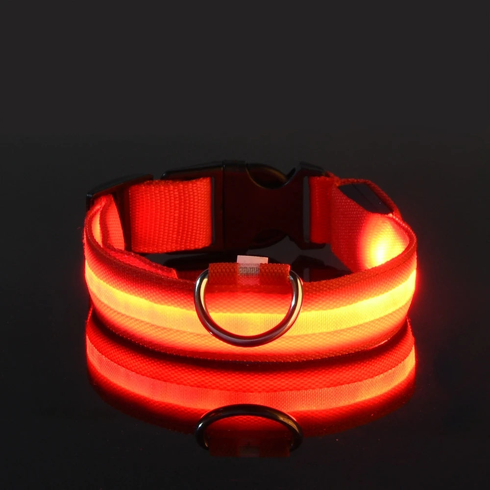 Votre chien visible même dans le noir 🔦