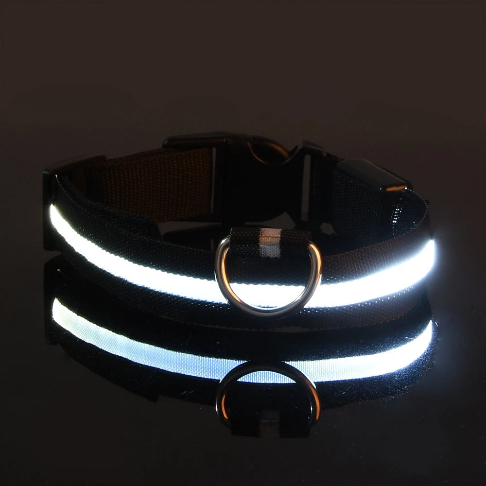 Votre chien visible même dans le noir 🔦