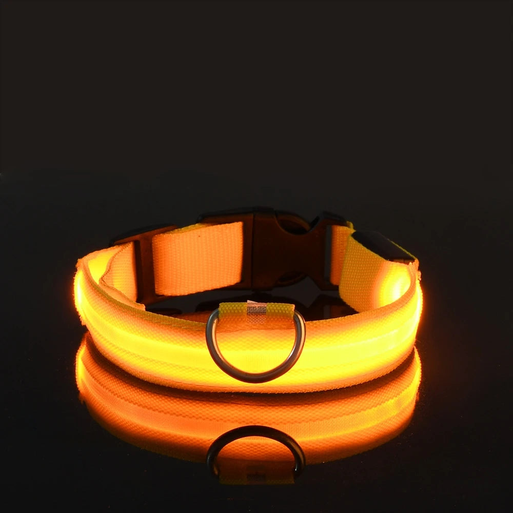 Votre chien visible même dans le noir 🔦